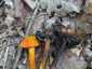Feketedő nedűgomba (Hygrocybe conica), Budai-hegység